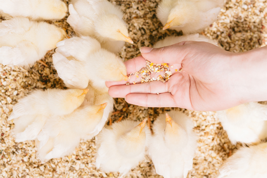 愛情を注いで雛鶏から育てます