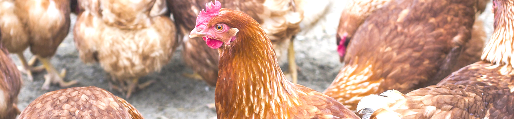 スズキファームとは