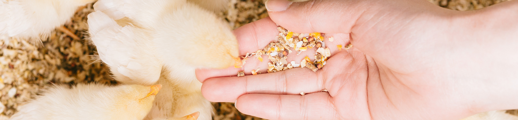 スズキファームの求人